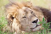 Picture 'KT1_02_30 Lion, Kenya, Masai Mara'